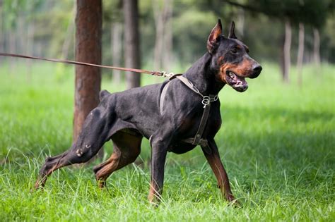  For over a hundred years, generations of Dobermans have been selected for independence, stubbornness, and aggression