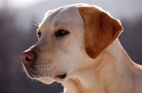  For over a quarter century, the Labrador retriever has been the most popular dog breed in the US
