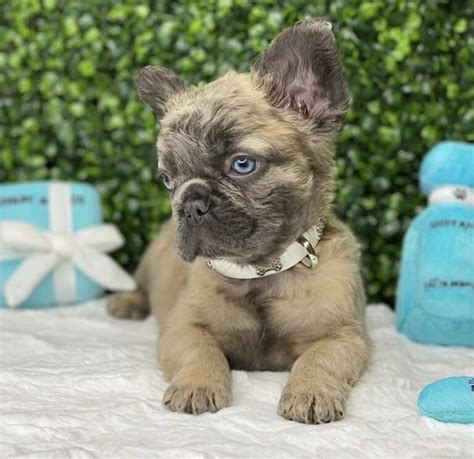  For peace of mind, every French Bulldog puppy for sale from Designer Frenchies comes with a AKC papers, a full health guarantee against any genetic conditions as well as up to date vaccinations with vet record