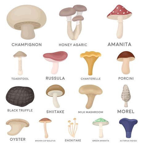  For pets of all ages including dogs and cats, Mushroom Plus is packed with 7 different types of mushrooms meaning it