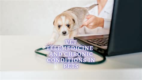  For pets with chronic conditions, this is especially true