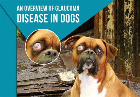  For some dogs, glaucoma is an inherited condition connected to their breed
