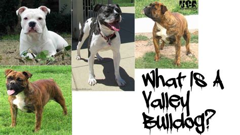  For the Valley Bulldog, potential health conditions to be aware of include hip dysplasia and eye problems