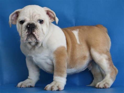  For the first 3- 5 days an average English Bulldog puppy ouncer will take about 10 cc