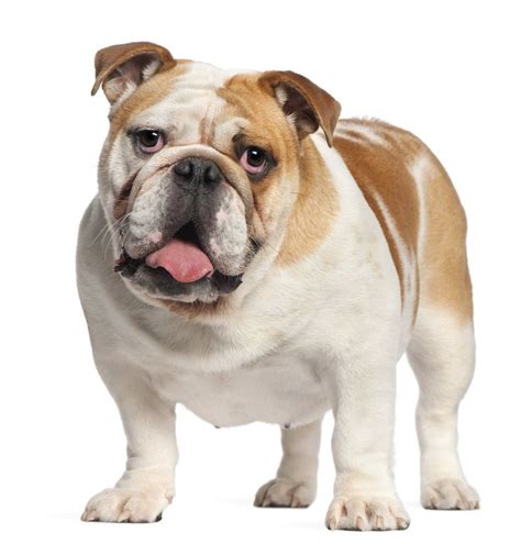  For the instantly recognizable bulldog, some of the best names embody qualities of their tough breed
