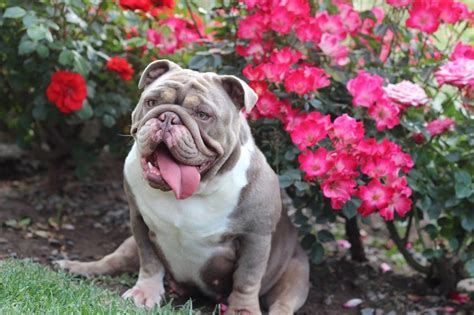  For the love of Rare Bulldogs, lilac, chocolate, blue and black! Breeding quality