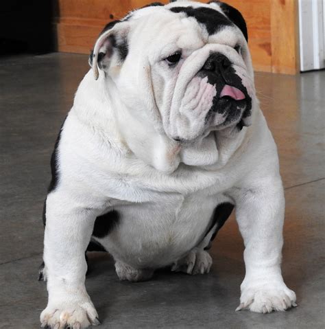  For the past 15 years we have had a passion for breeding bulldogs, striving to breed sound, healthy, beautiful bulldogs