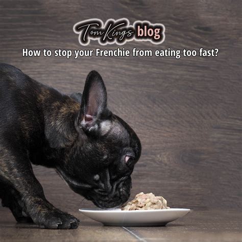  For the reasons above it is recommended to slow down your Frenchie from eating fast