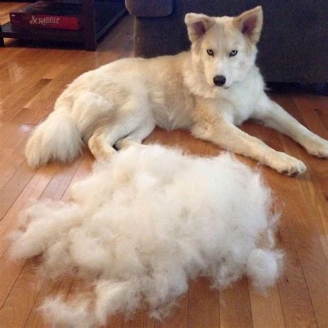  For the rest of the year, expect a moderate level of shedding