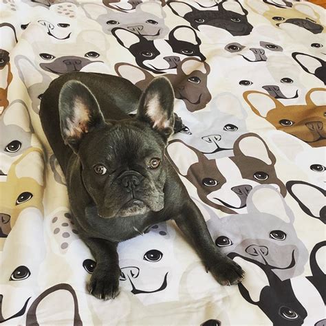  For these dogs, burrowing is a natural instinct, so a warm blanket is a French Bulldog accessory that will help them feel protected and comfortable in their nested environment