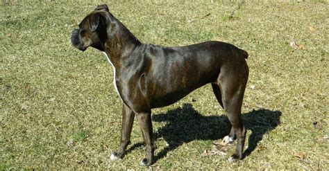  For this, there are three main classifications: tiger brindle, reverse brindle, and mahogany brindle