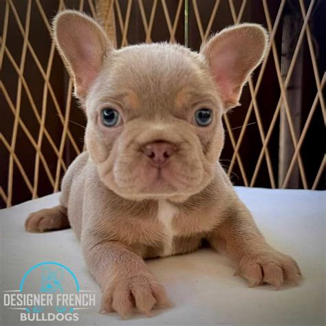  For this reason, getting the pups DNA tested is important for those that are the best Frenchie breeders