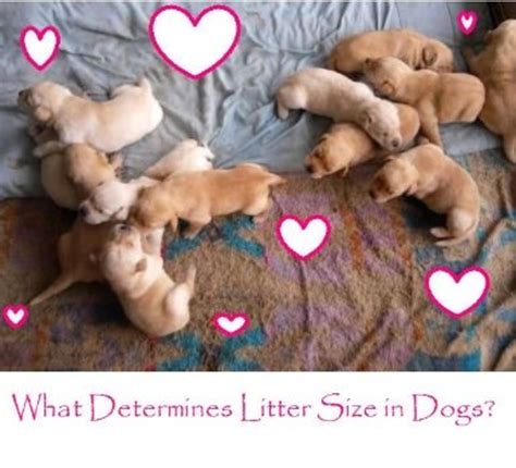  For this reason, knowing the factors that affect litter size will help you decide when to breed your Frenchie