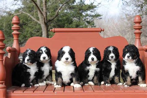  For this reason, we decided to take the matters into our own hands to find the best of the best Bernedoodle breeders in North Carolina