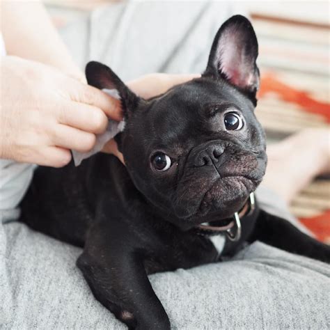  For this reason — and many others — make sure your Frenchie is in tip-top shape and gets plenty of exercise every day