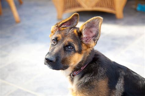  For those interested in German Shepherds, there is a growing market for older dogs that are available for sale