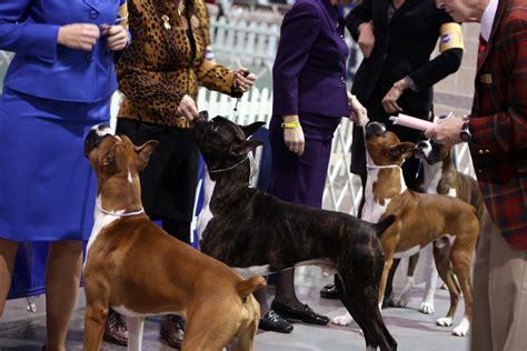  For those passionate about dog shows, events like the Bay Colony Dog Show provide an opportunity to appreciate the elegance and charm of English Bulldog canines while connecting with fellow enthusiasts
