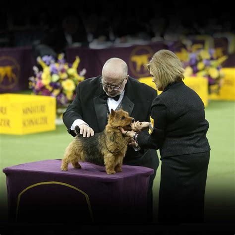  For those passionate about dog shows, events like the Long Island Kennel Club Dog Show provide an opportunity to appreciate the elegance and charm of Bernedoodle — Standard canines while connecting with fellow enthusiasts