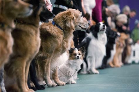 For those passionate about dog shows, events like the Louisiana Kennel Club Dog Show provide an opportunity to appreciate the elegance and charm of Boxer canines while connecting with fellow enthusiasts