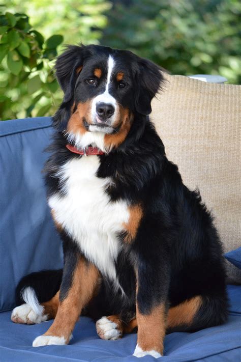  For those who love Bernese Mountain Dogs but are cautious due to their health issues and short life expectancy, the lifespan of a Bernedoodle is around 15 years