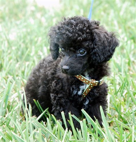 Forest Park Small breed poodle puppies