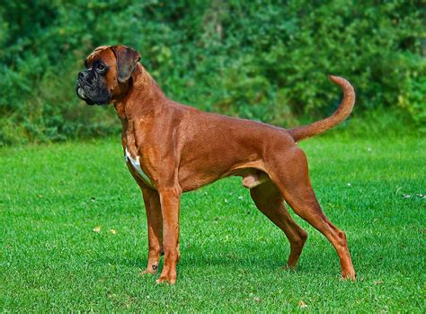  Forresttucker Rating: Boxer Breed Review by Fran Words that come to mind when thinking of my experiences owning a boxer; loving, hysterical, protector, smart, and dedicated