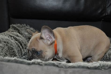  Fort Lauderdale French Bulldog Puppy