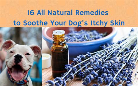 Fortunately, there is an all-natural remedy that many pet owners are discovering