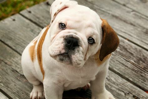  Four British Bulldog puppies on a run While the adorable Bulldog is low-maintenance in terms of grooming and exercise, various health problems can make them expensive to care for