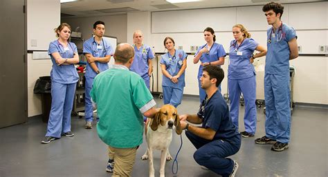  Fox received her veterinary education at Cornell University and has plus years of experience in the field
