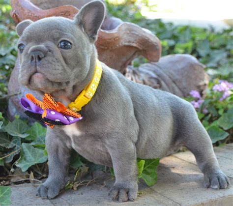  Francoeur French Bulldogs is one of the most trusted and recognized French bulldog breeders in California