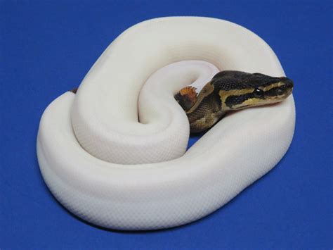  Franklin Ball pythons for sale- need to downsize