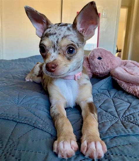  Free Six month old female chihuahua