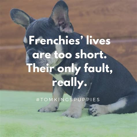  Freeze it overnight and see what your Frenchie thinks