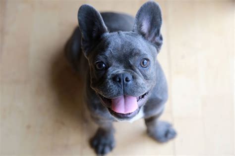  French Bulldog Breed Organizations Finding a reputable dog breeder is one of the most important decisions you will make when bringing a new dog into your life