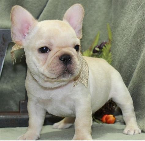  French Bulldog Breeder in Raleigh, North Carolina, if you are looking for a French bulldog puppy for sale, Visit or contact us , Small operation, deliver nationwide