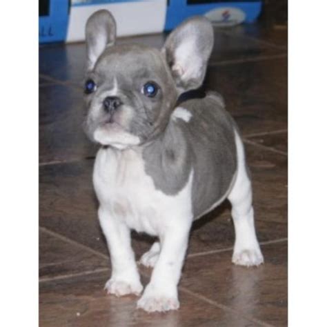  French Bulldog Breeder located in Arizona please checkout our website