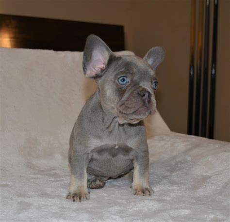  French Bulldog California produces French Bulldogs with beautiful confirmation and health since 