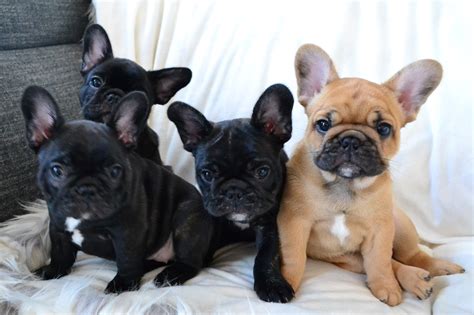  French Bulldog Elsa and Danielle with Puppies Coparenting with French bulldogs is vital for whelping frenchie puppies