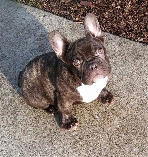  French Bulldog For Sale in Tennessee 