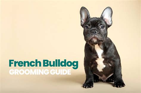  French Bulldog Grooming Package