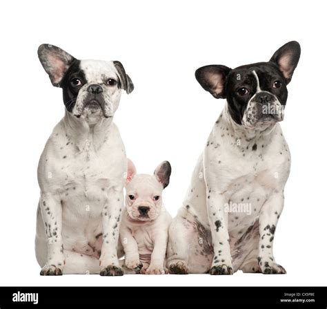  French Bulldog Puppies - Mom and dad are our pets and live with us