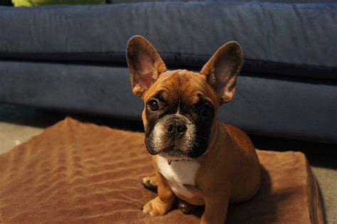  French Bulldog Puppies are characteristically stubborn, which can hinder the process of training