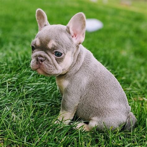  French Bulldog Puppies for Sale Buying your first French Bulldog puppy can be a daunting task, but we are here to help