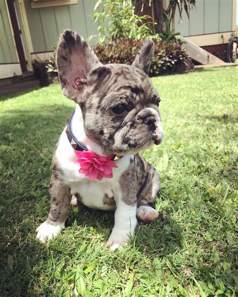  French Bulldog Puppies for Sale in Louisiana