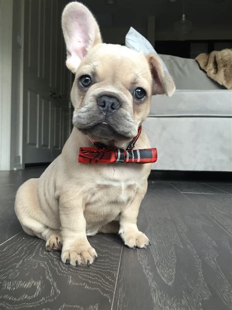  French Bulldog Puppies in Texas became one of the two breeds we are proud to raise