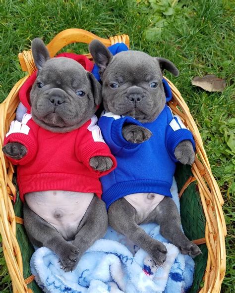  French Bulldog Puppies now available and ready for their new homes