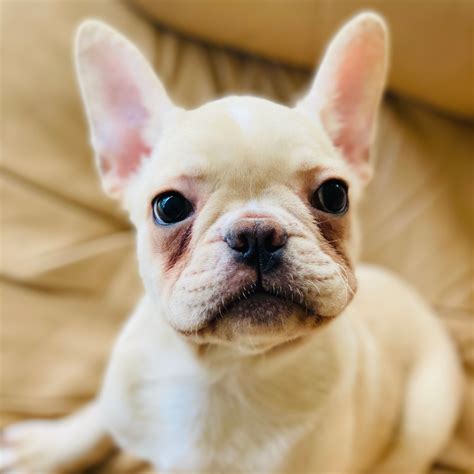  French Bulldog Rescue Dogs for Adoption