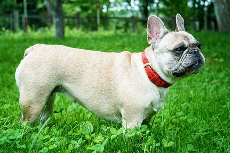  French Bulldog Size Fully grown French bulldogs average 12 inches tall