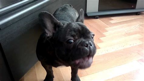  French Bulldog adult crying is normal Another French Bulldog breeder warns prospective owners that Frenchies are a "needy" breed